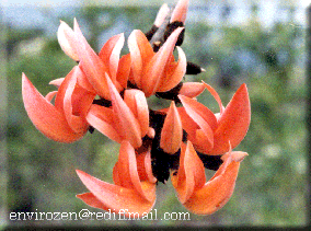 click here to visit TREES